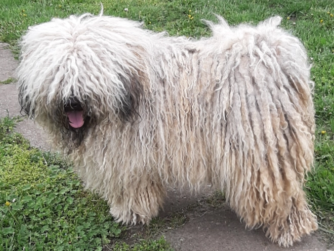 Puli puppy for sale